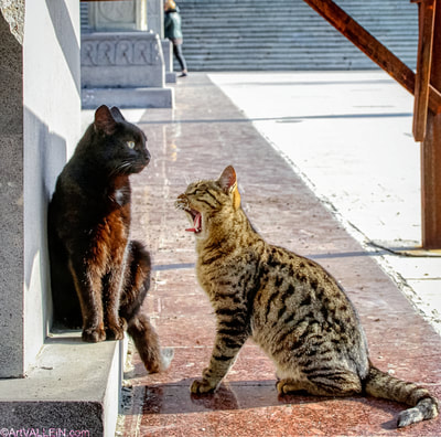 Just two cats. Tbilisi. Georgia